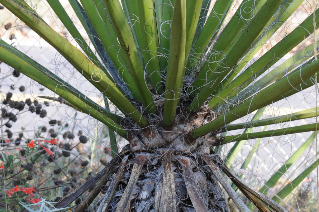 Kompava Yucca Shidigera: Doplnok obsahujúci saponíny pre detoxikáciu organizmu